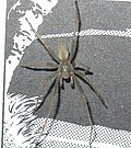 Thumbnail for version as of 01:14, 5 July 2006