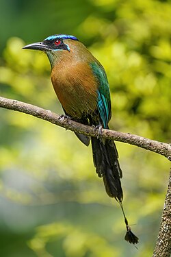 Lesson's motmot in Costa Rica