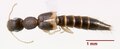 Astenus cinctus