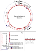 The bacteriophage lambda genome.