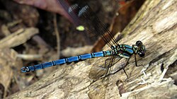 Male