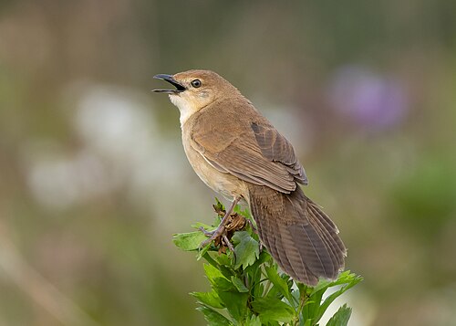 Broad-tailed grassbird, by Tisha Mukherjee