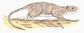 Gran Canaria giant rat 2