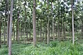 Eight-year-old seedling-planted Toona ciliata, Campo Belo, southeast Brazil