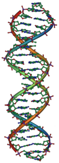 Structural image of DNA