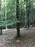 Thumbnail for version as of 07:30, 2 June 2017