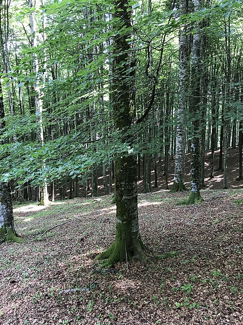 File:Fagus-sylvatica-cansiglio-forest-italy.jpg