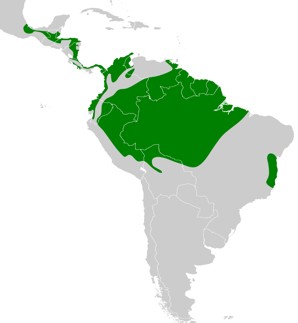 File:Glyphorynchus spirurus map.svg