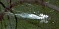 The supposed "killer rabbit" that attacked former President Jimmy Carter.