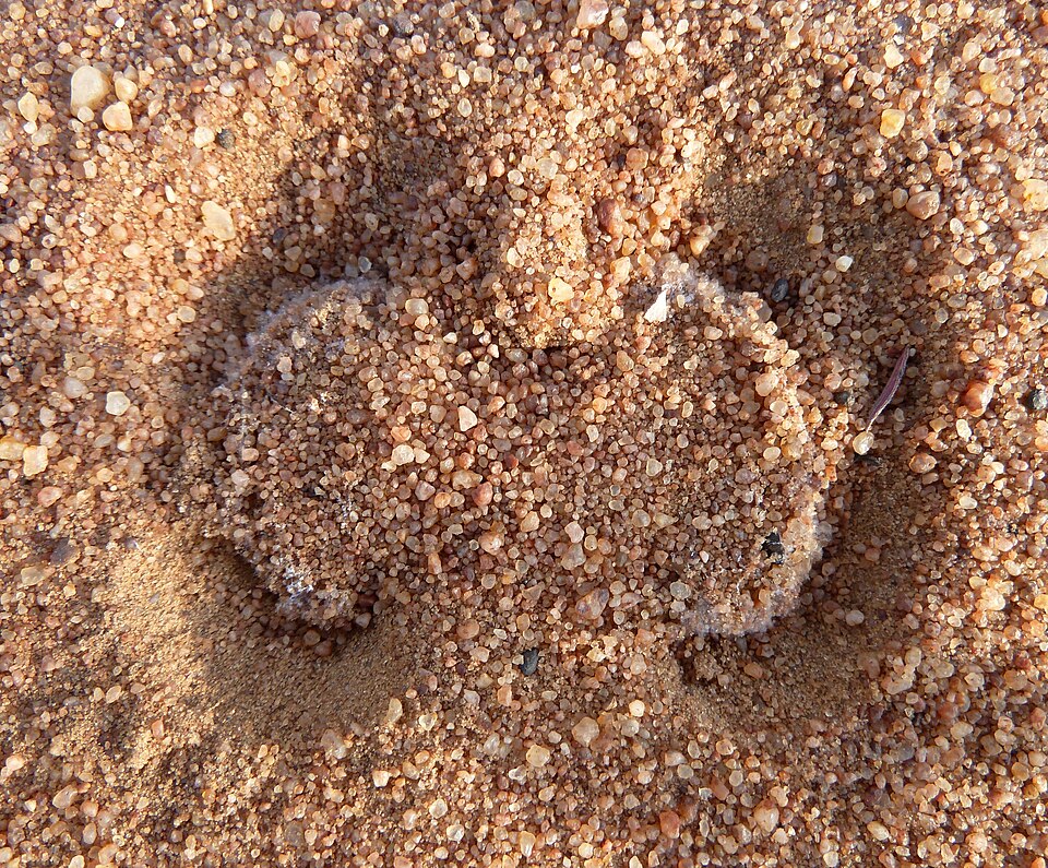 File:Seothyra sp, valdeur, Steenbokpan, a.jpg