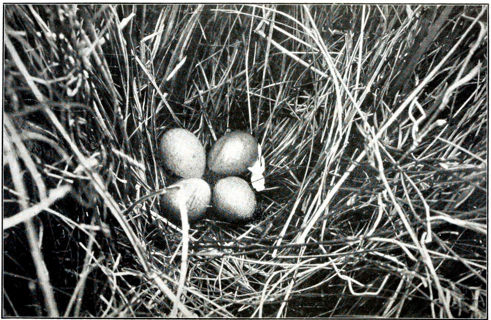 File:The Emu volume 13 plate 20.png