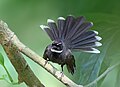 Image 52Fantails are small insectivorous birds of Australasia, Southeast Asia and the Indian subcontinent of the genus Rhipidura in the family Rhipiduridae. The pictured specimen was photographed at Bhawal National Park.Photo Credit: Md shahanshah bappy
