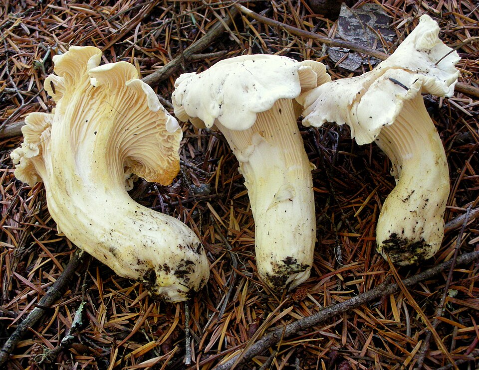 File:2010-10-19 Cantharellus subalbidus 56166.jpg