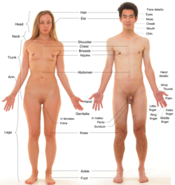 Photograph of an adult male human, with an adult female for comparison.  The pubic hair of both models is removed.