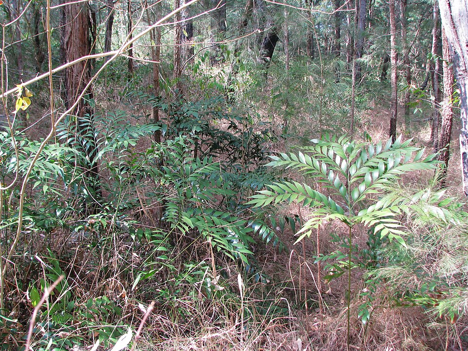 File:Bowenia Lake Tinaroo 5.JPG