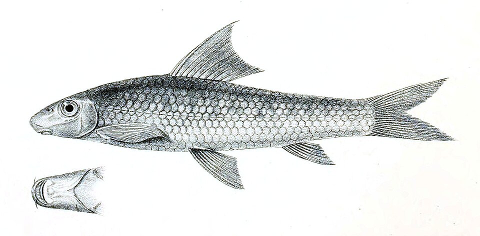 File:Cirrhina latia Achilles 130.jpg