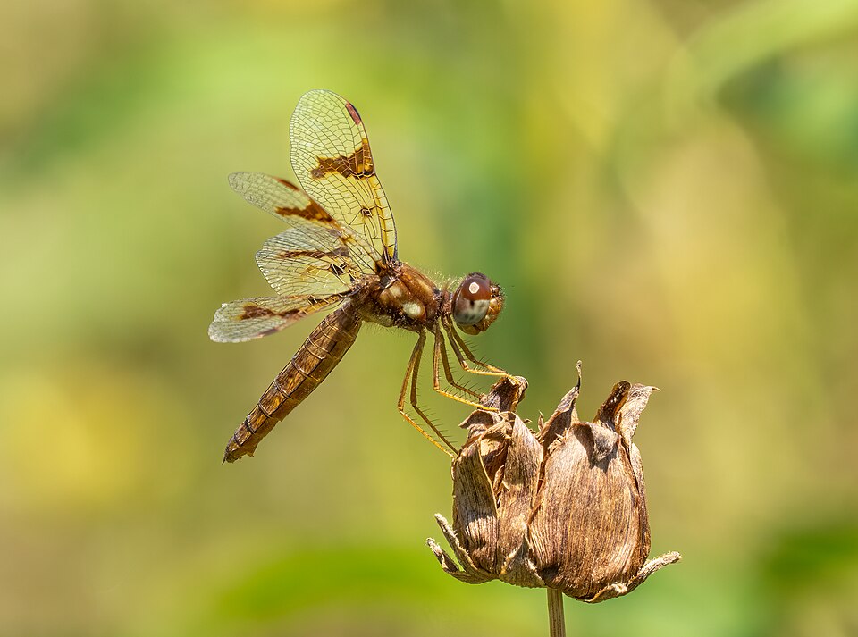 File:Eastern amberwing female (61011).jpg