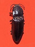 Thumbnail for version as of 09:35, 7 December 2013