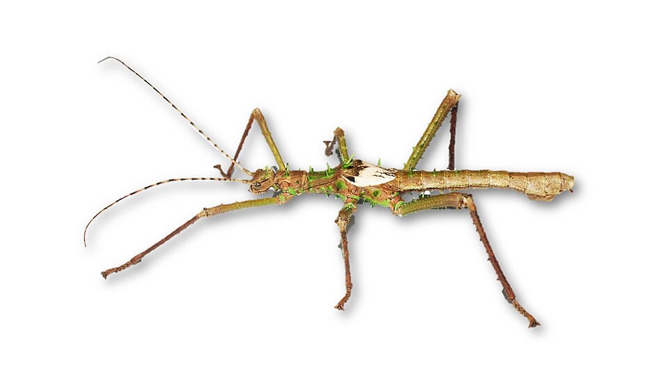 File:Haaniella grayii - male (white backround).jpg