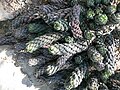 Haworthia reinwardtii