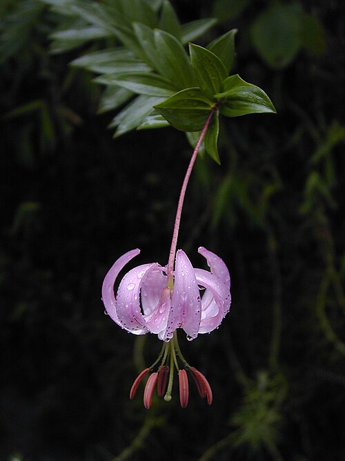 File:Lilium wardii.jpg