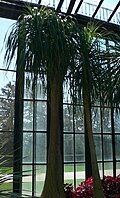 Nolina recurvata