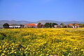 Tel Te'omim  with Mount Gilboa