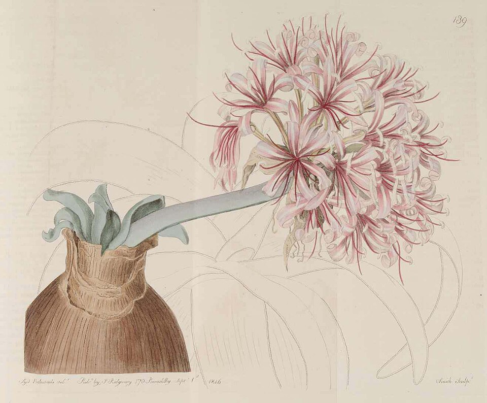 File:Ammocharis coranica 139.jpg