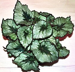 Looking straight down at the foliage of a potted Begonia Namur. The leaves are asymmetrical, ovate, and serrated. The leaves are deep silvery-green with a dark green centers and edges.