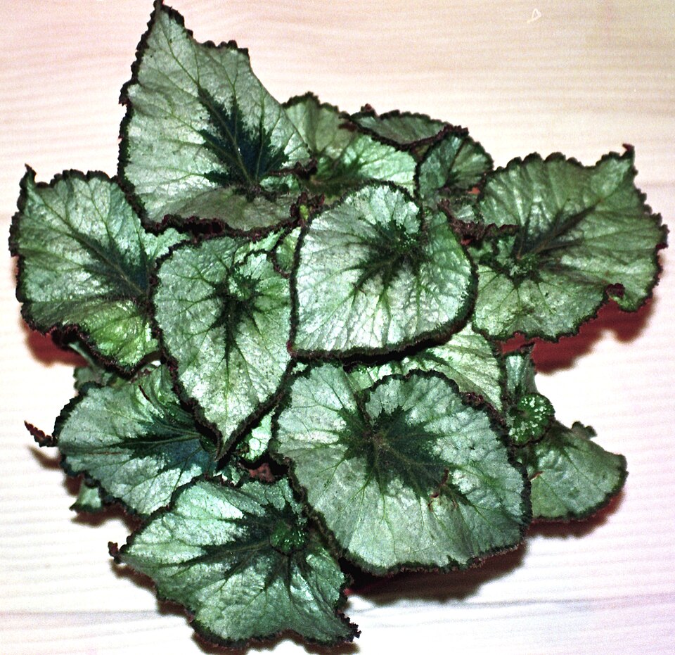 File:Begonia hybr. 'Namur'.jpg
