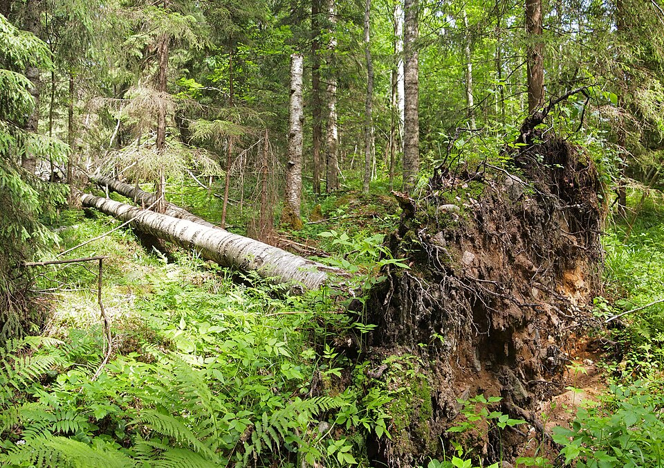 File:Fallen tree.jpg