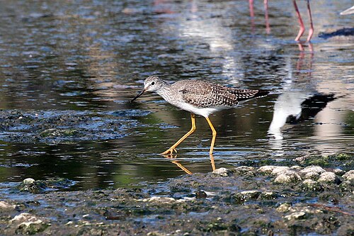 Lesser yellowlegs Tringa flavipes Cuba
