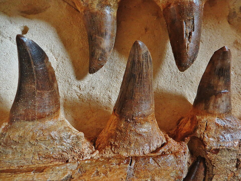 File:Mosasaurus hoffmanni first specimen teeth.jpg