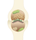 A typical central nervous system synapse