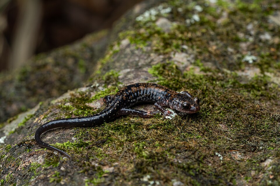 File:Plethodon ouachitae 162325777.jpg