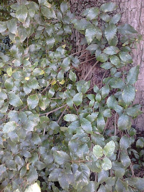 File:Possible Ulmus 'Myrtifolia'. Edinburgh (4).jpg