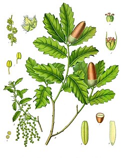 Q. lusitanica flowers, staminate (left) and pistillate (top right)