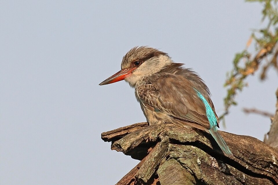 File:Striped kingfisher (Halcyon chelicuti chelicuti) juvenile.jpg