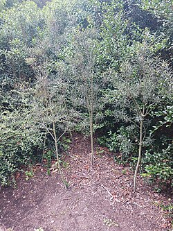 Group of juvenile Pittosporum patulum - Dunedin Botanic Garden