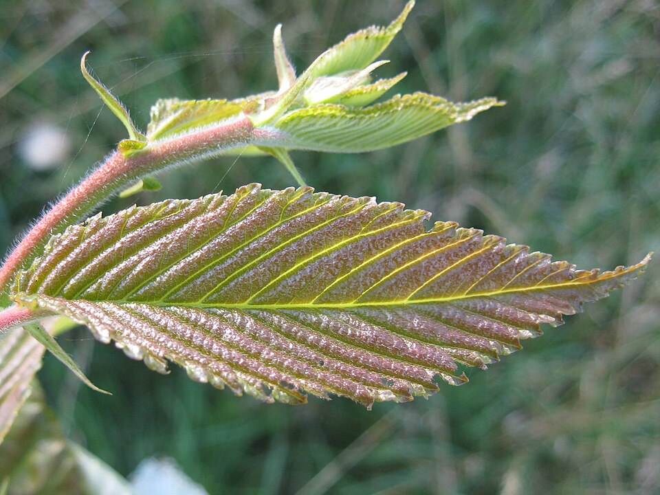 File:Ulmus 'Prospector' emergent leaf.jpg