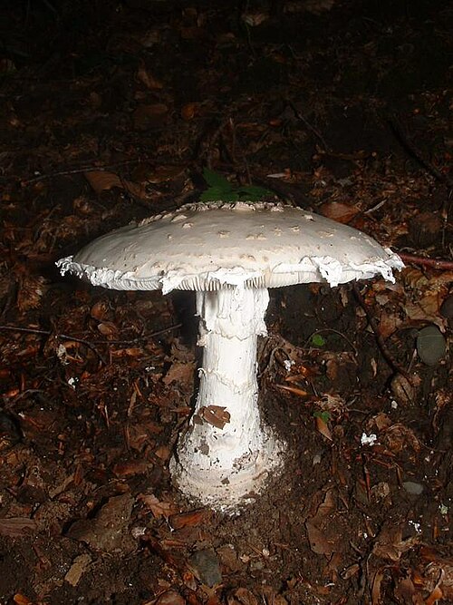 File:Amanita solitaria1.jpg