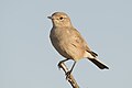 Chat flycatcher
