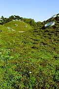 November 2ndThe green roof of the California Academy of Sciences