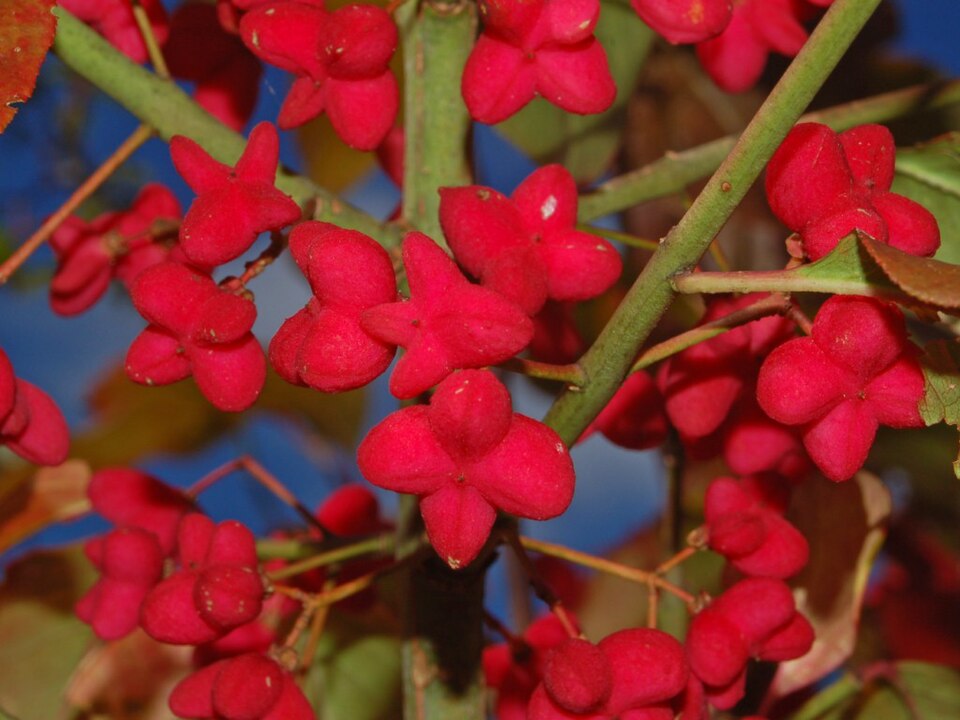 File:Celastraceae - Euonymus europaeus-2.JPG
