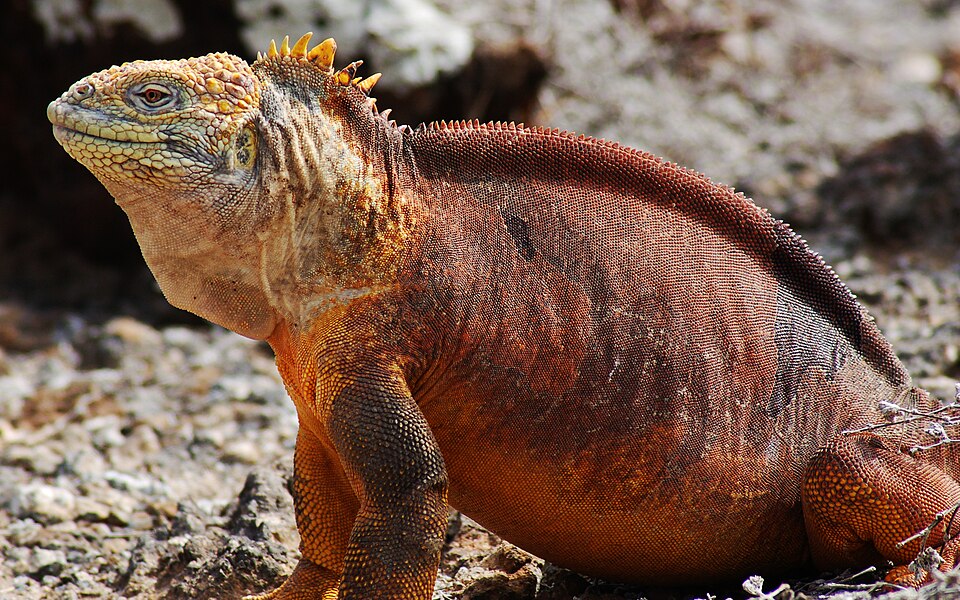 File:Galápagos land iguana (4201794181).jpg