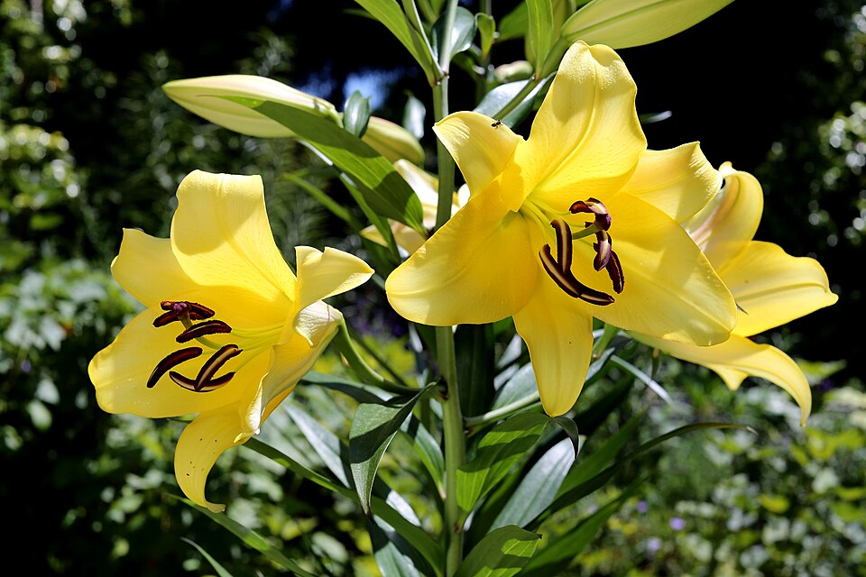 File:Lilium Golden Splendour3.jpg