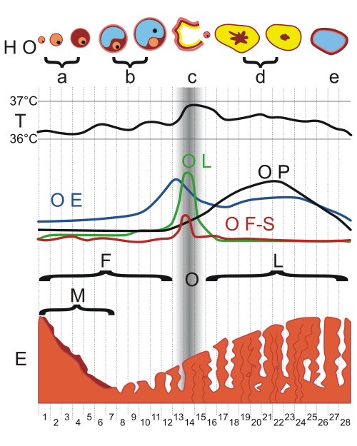 File:MenstrualCycle gen.svg