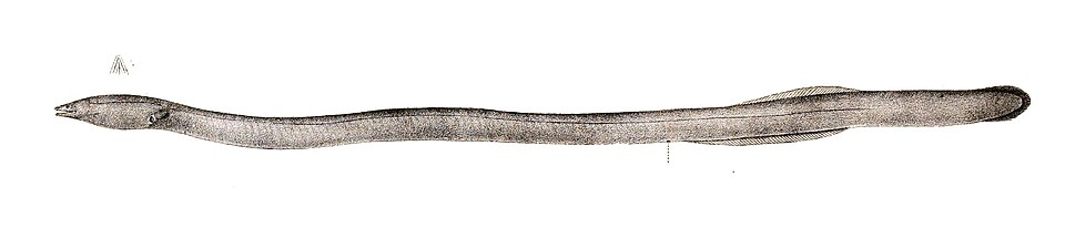 File:Moringua raitaborua Achilles 170.jpg