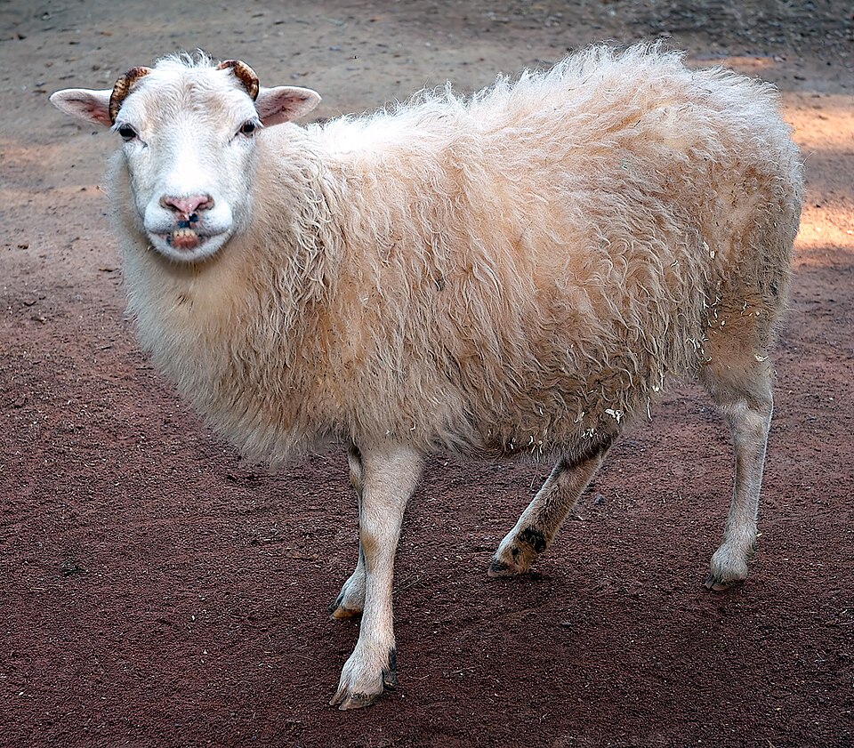 File:Ovis orientalis aries 'Skudde' (aka).jpg