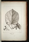Thumbnail for version as of 18:35, 17 October 2007